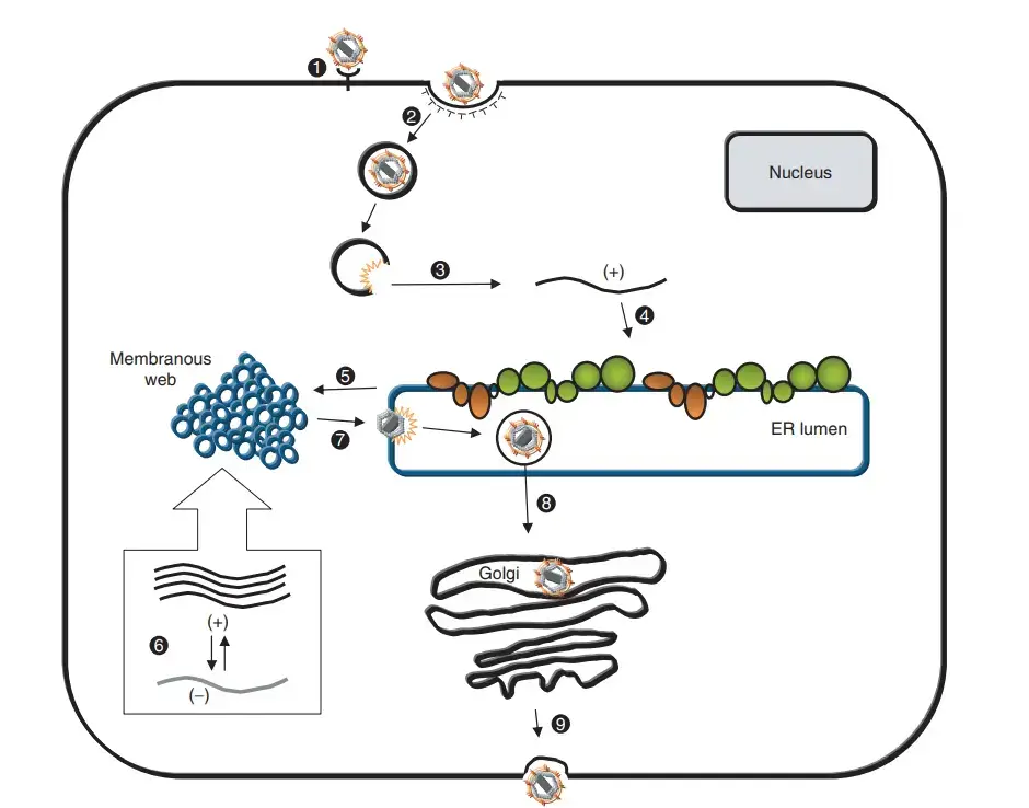 Replication of Hepatitis C Virus
