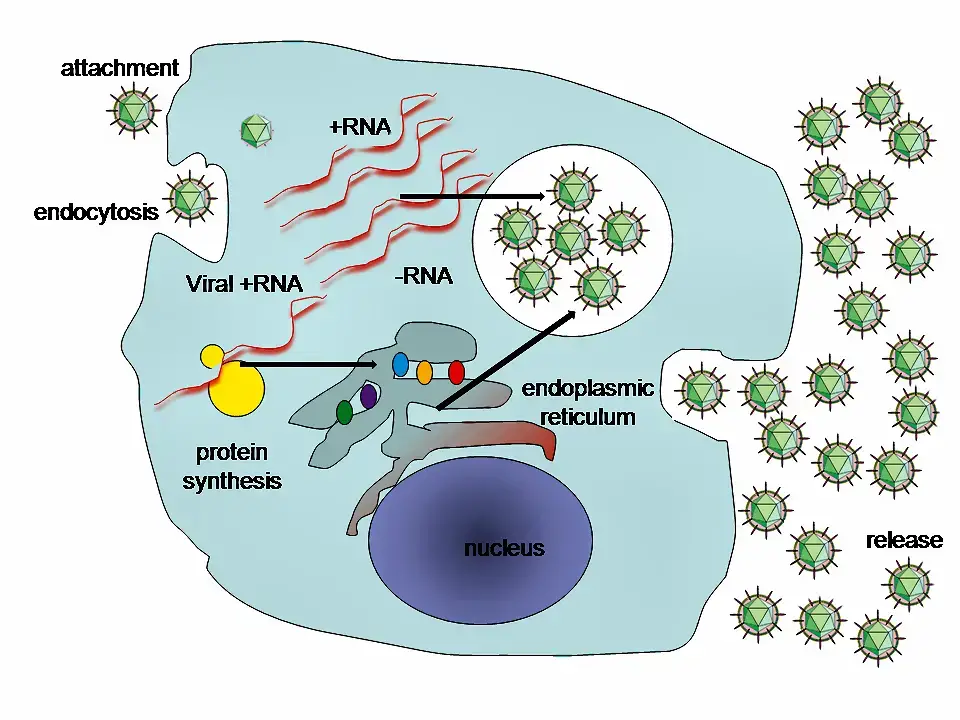 Replication of Hepatitis C Virus
