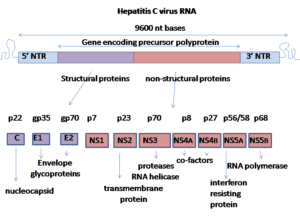 Hepatitis C virus - Structure, Replications, Pathogenesis, Genome Structure