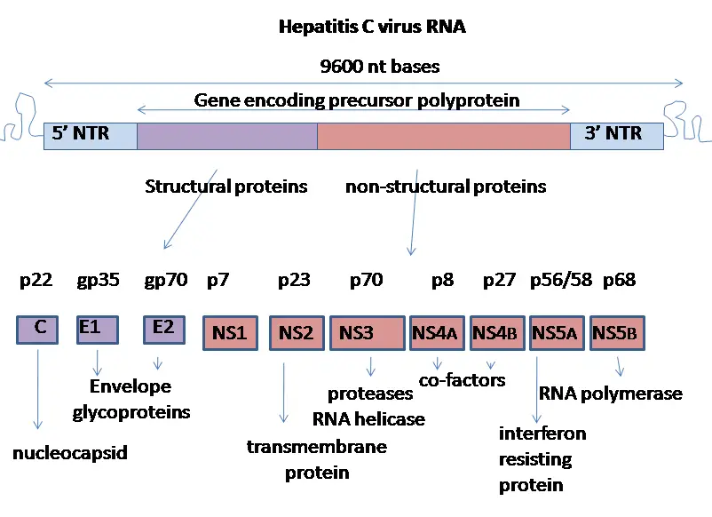 Molecular biology of Hepatitis C Virus
