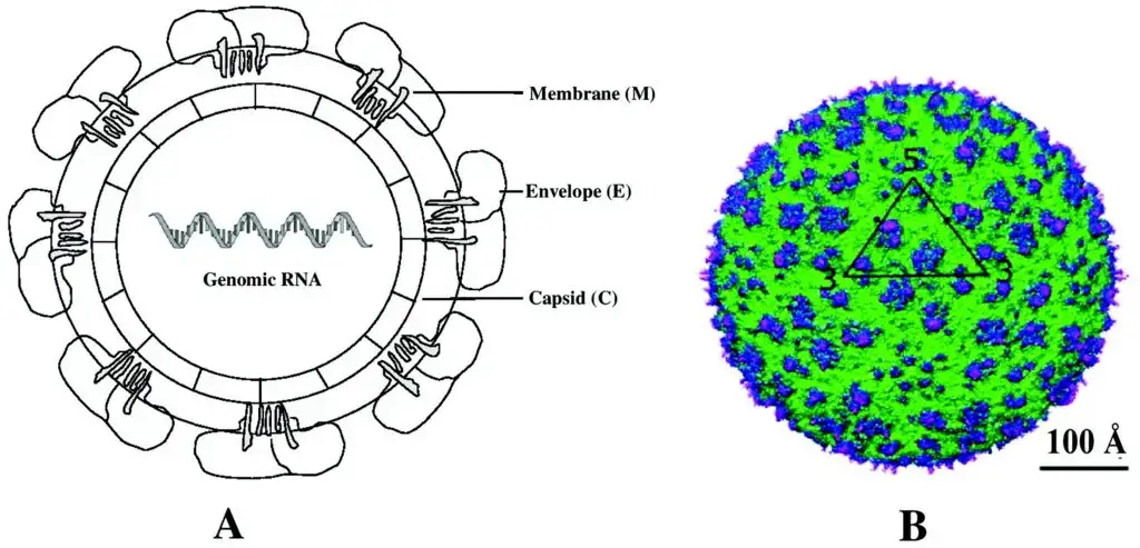 Structure and Genome of Dengue Virus | Image Source: https://cdnsciencepub.com/doi/10.1139/cjm-2020-0572
