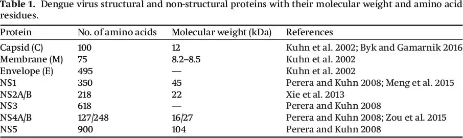 Structure and Genome of Dengue Viru