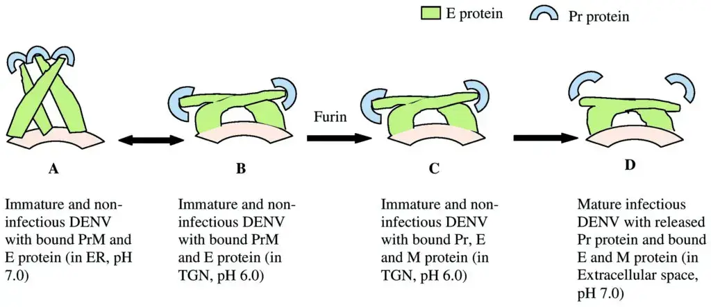 Changing infectious and non-infectious state of the dengue virus depends on conformations of the E protein in different pH. 