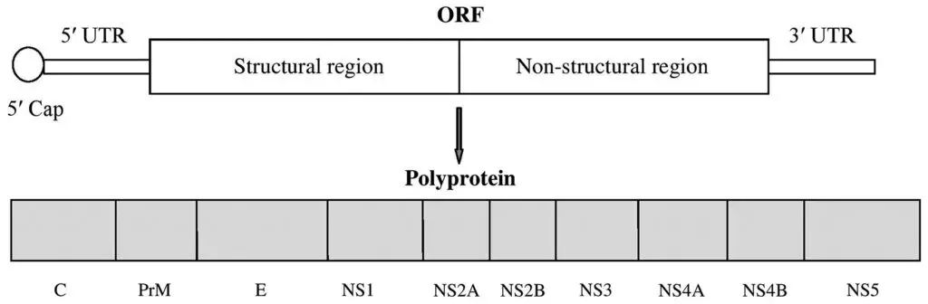 Structure and Genome of Dengue Virus 