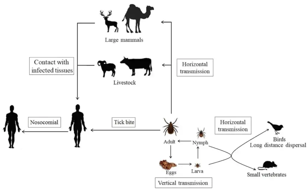 Crimean-Congo Hemorrhagic Fever Virus - An Overview - Biology Notes Online