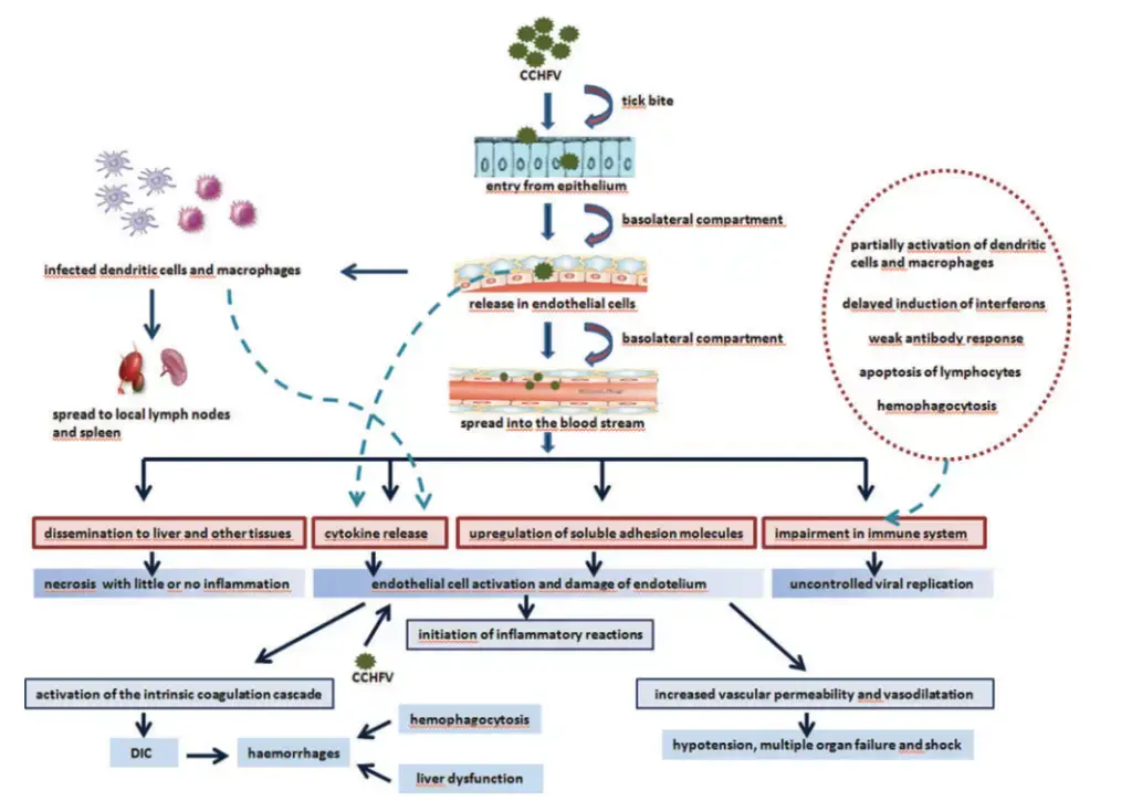 Crimean-Congo Hemorrhagic Fever Virus - An Overview - Biology Notes Online