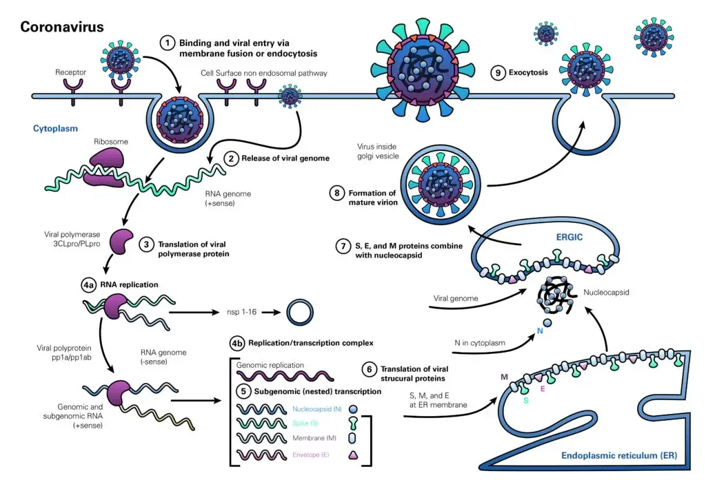Replication of Coronavirus (SARS-CoV-2)
