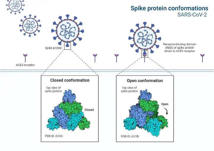 SARS-CoV-2 Spike Protein Conformations
