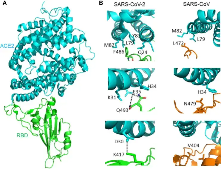 (A) The overall structure of the SARS-CoV-2 RBD when it is coupled to ACE2. ACE2 is coloured blue, while the RBD core of SARS-CoV-2 is coloured green (PDB: 6M0J). (B) Interactions between SARS-CoV-2 RBD/ACE2 (PDB: 6M0J) and SARS-CoV RBD/ACE2 (PDB: 2AJF) that contribute to the variation in binding affinity. ACE2 has a blue hue. SARS-CoV-2 has a green RBD, while SARS-CoV has an orange RBD. Dashed lines illustrate the hydrogen bond between Q493 and E35. Lines with dashes represent the salt-bridge between ACE2 D30 and SARS-CoV-2 K417.
