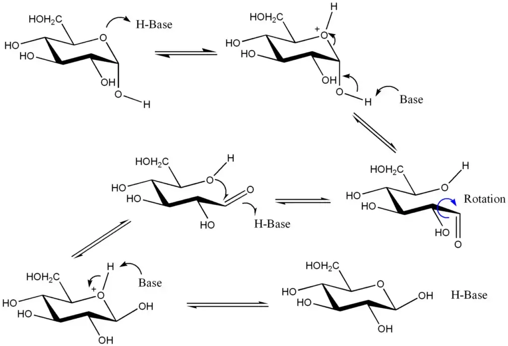 Anomer - Definition, Mechanism, Properties - Biology Notes Online