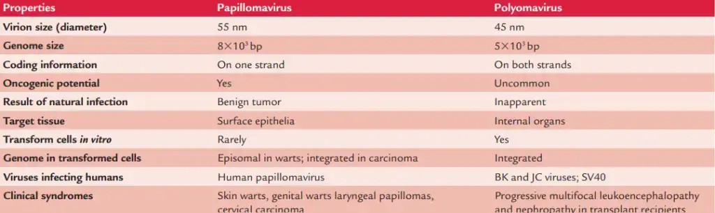 Differences between human papillomaviruses and human polyomaviruses
