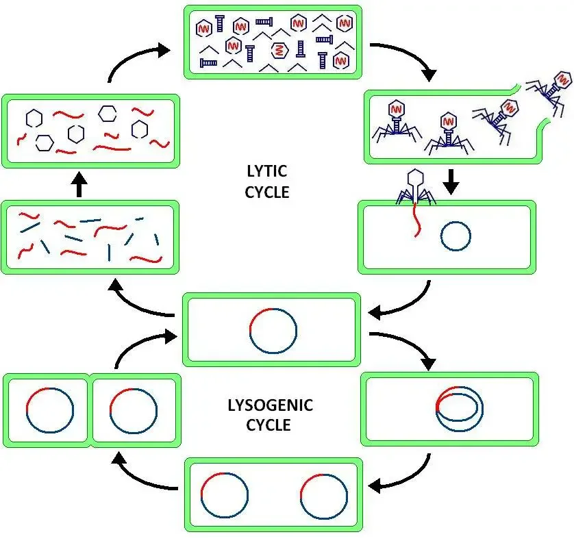 Lysogenic Cycle Steps
