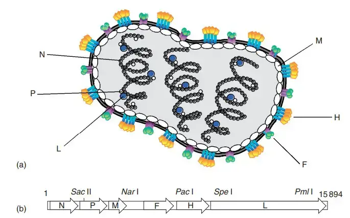 (a) Diagram of a polyploid MV particle containing three genomes. The viral nucleocapsid (N), phosphoprotein (P), polymerase (large, L), matrix (M), fusion (F), and hemagglutinin (H) proteins are indicated with different symbols. (b) Schematic representation of the MV antigenome (plus strand). The open reading frames of the six largest proteins are indicated with open arrows. The P gene codes for three proteins, P, V, and C. Unique restriction enzyme sites used for reverse genetics are indicated above the genome.
