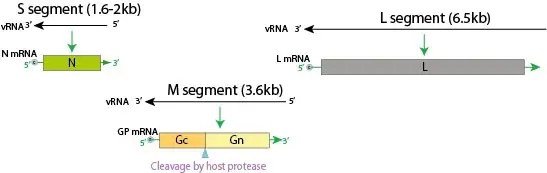 Genome Structure of Hanta Virus
