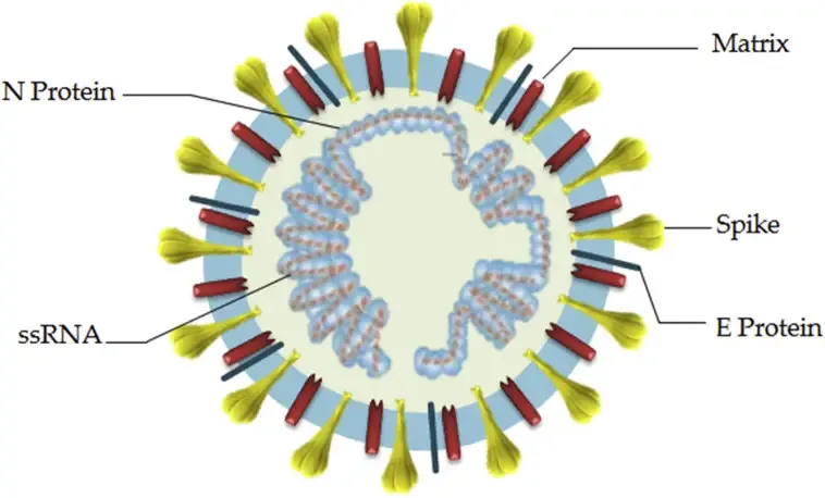 Structure of severe acute respiratory syndrome coronavirus 2
