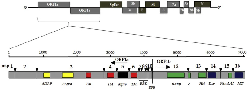 Genome and nonstructural proteins of Severe Acute Respiratory Syndrome Coronavirus-2

