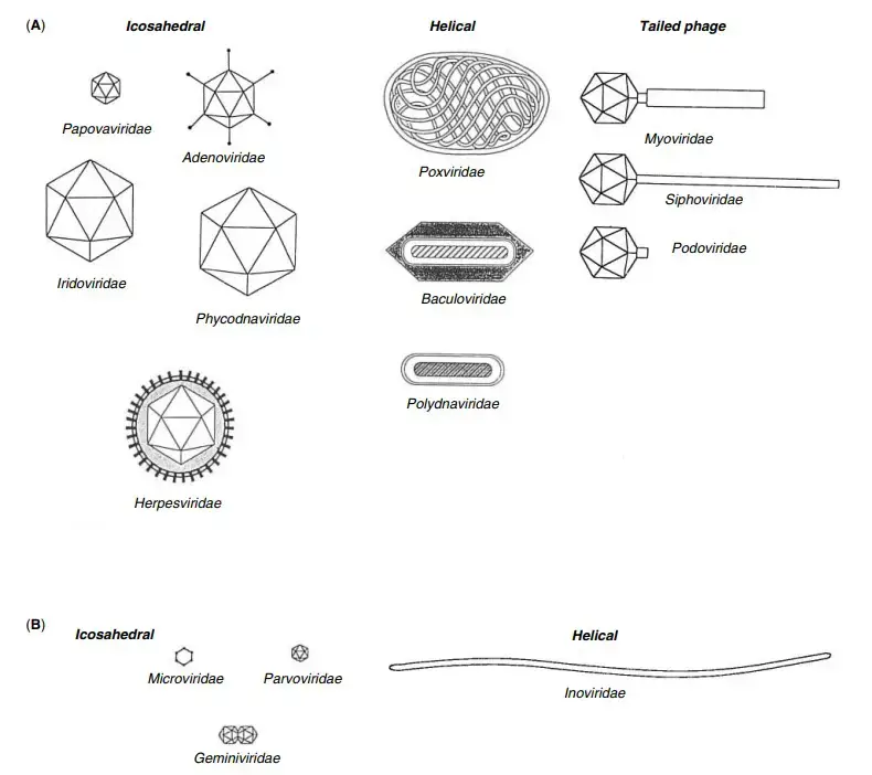 Classification of Virus – (a) Virus With dsDNA (b) Virus with ssDNA
