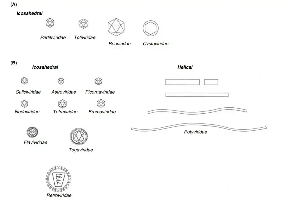 Classification of Virus – (a) Virus With dsRNA (b) Virus with ssRNA
