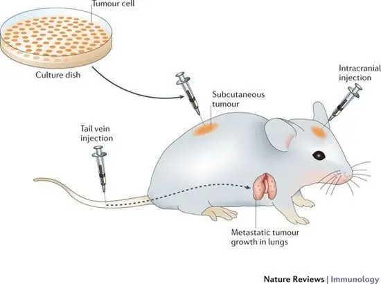 Animal inoculation Method of virus Cultivation
