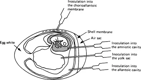 There are various methods for inoculating an embryonated chicken egg. Inoculation into the yolk sac is typically conducted with 5-day-old embryos, while inoculation into other sites is typically performed with 10-to-21-day-old embryos.
