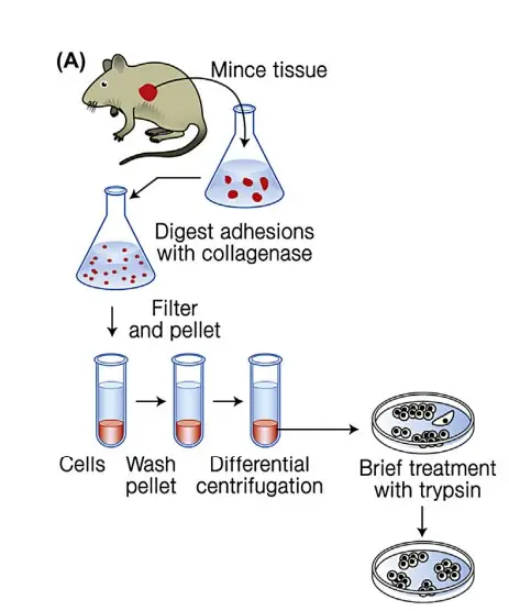 Preparation of primary cells. A tissue (eg, embryo) is isolated from a subject by surgery, minced by a knife, and treated with collagenase. Cells are filtered and centrifuged. The cells collected by centrifuge are transferred to a plate, and cultivated by adding culture medium with 10% fetal bovine serum (FBS). Cells are regularly transferred to a new plate by splitting cells after treatment with trypsin.
