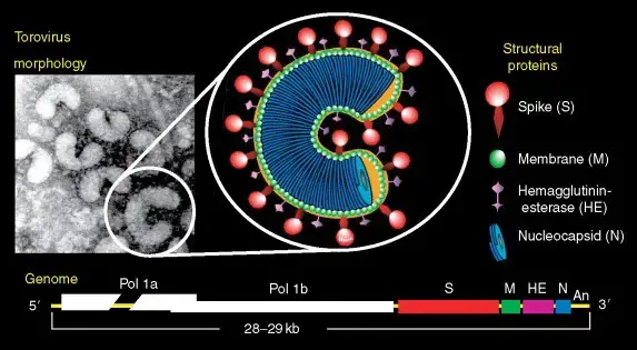 extracellular morphology of a torovirus
