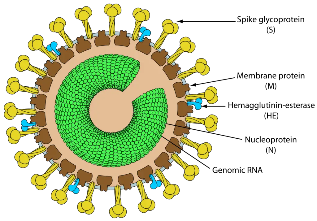 Structure of Torovirus
