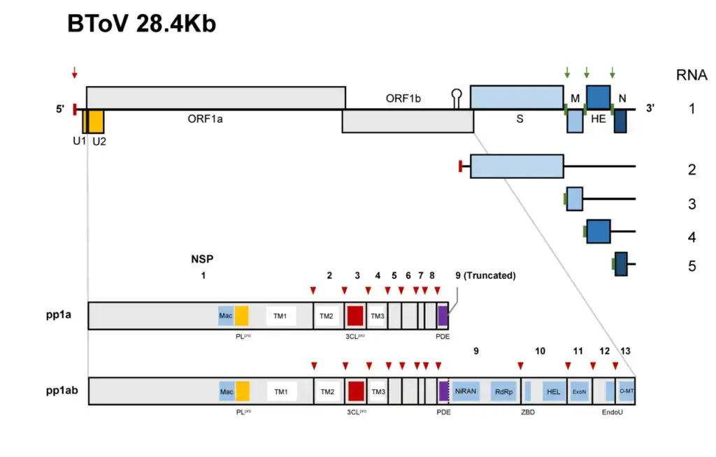 Genome organisation and gene expression of bovine torovirus (BToV)
