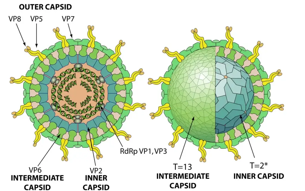 Structure of Rotavirus
