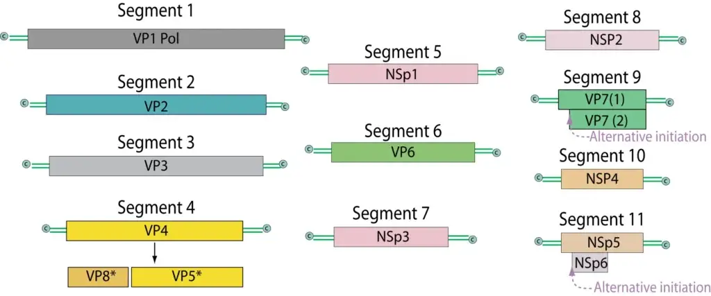 Genome of Rotavirus
