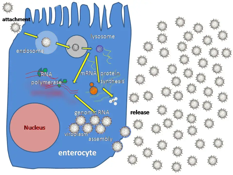 Replication of Rotavirus
