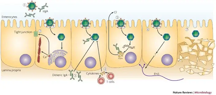 Pathogenesis of Rotavirus
