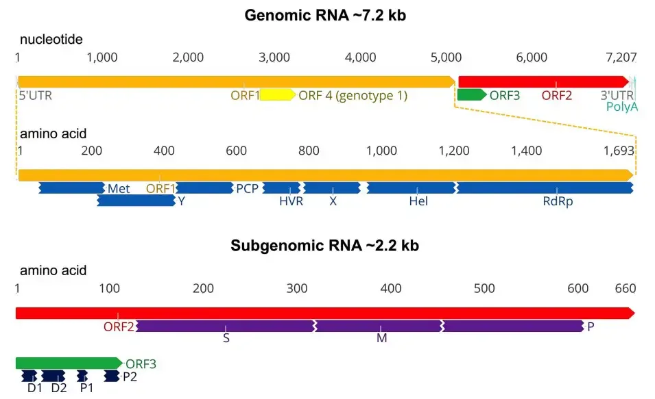 Genome of Hepatitis E Virus
