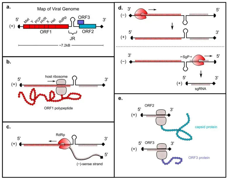 Genomic Replication Strategy
