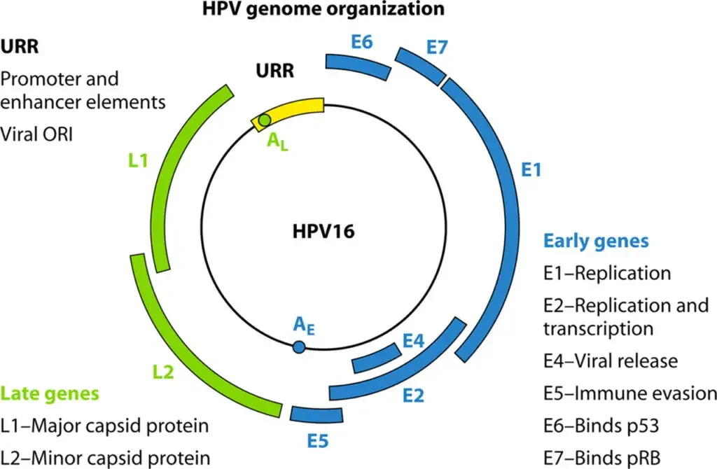 Genome Structure yeHuman Papillomavirus (HPV)