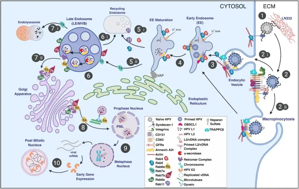 Replication of Human Papillomavirus (HPV)/Replicative Cycle of HPVs
