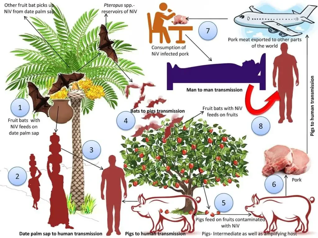 Transmission of Nipah Virus (NiV) |  Image Source: Raj Kumar Singh et al. 2019.

