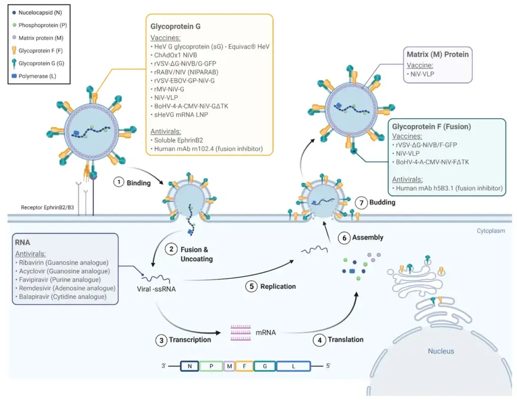 Replication of Nipah Virus (NiV)

