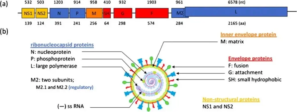 Genome Structure of Respiratory Syncytial Virus (RSV) | Credit: Sara A. Taleb et al. 2018.
