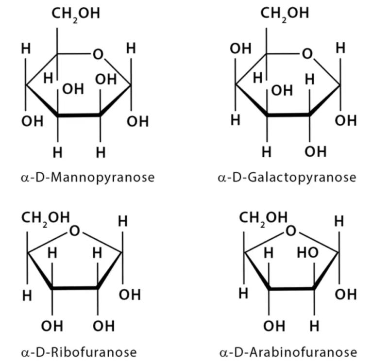 Haworth Projection Definition, Characterisitcs, Examples Biology