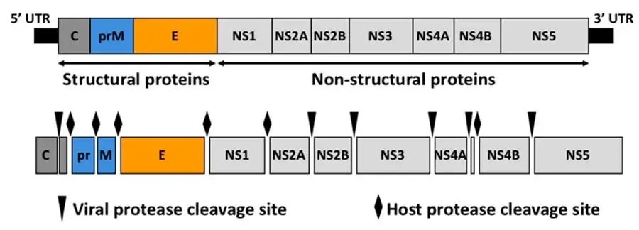 Genome Structure of Zika Virus