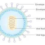 Structure of Epstein-Barr Virus (EBV)