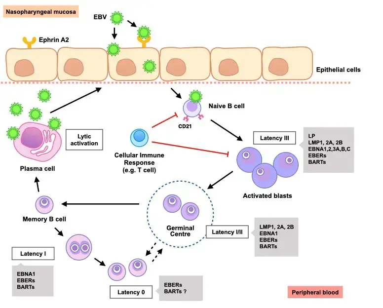 Replication of Epstein-Barr Virus (EBV)
