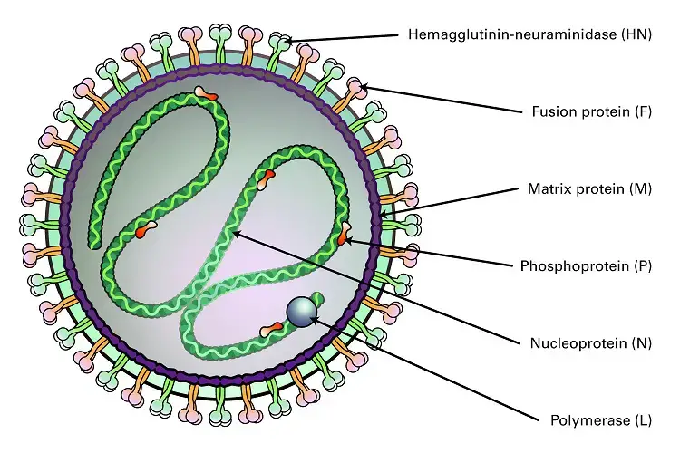 Structure of Mumps Virus
