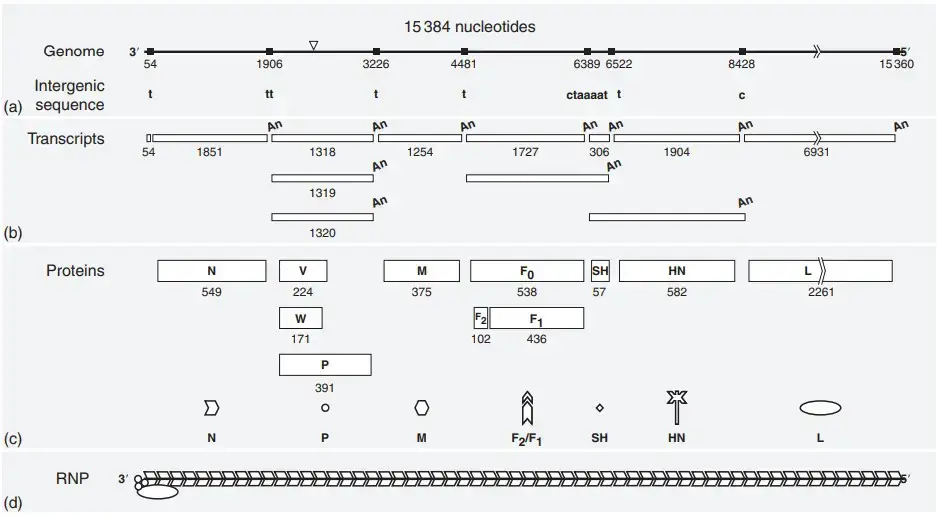 Mumps Virus - Definition, Replication, Structure, Genome, Pathogenesis ...