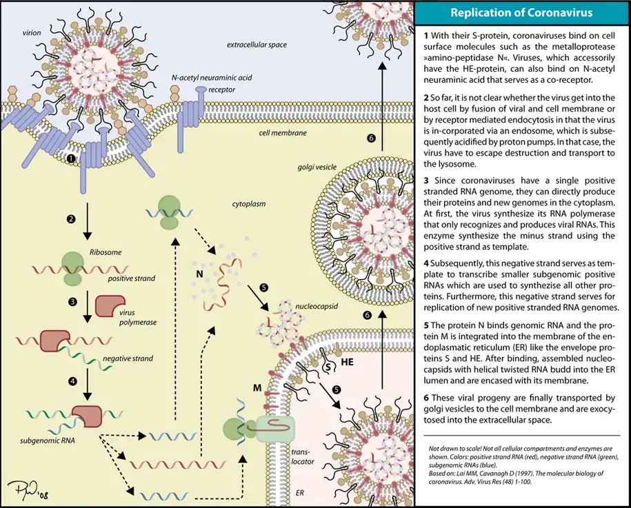 Replication of Coronavirus
