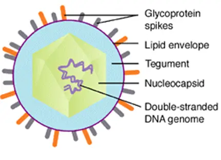 Structure of Varicella Zoster Virus | Image Source: Creative Diagnostics
