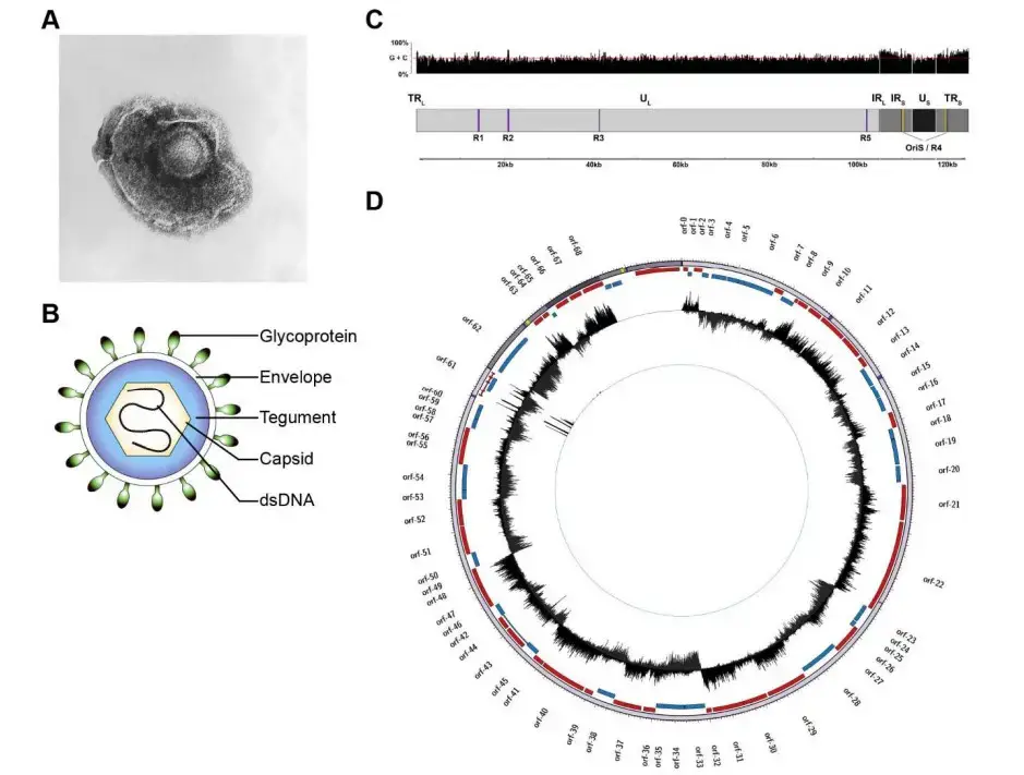 Genome of Varicella Zoster Virus: The genome and structure of VZV particles. (A) VZV electron micrograph (CDC/Dr. Erskine Palmer; B.G. Partin). (B) A schematic of the VZV virion. (C) Schematic representation of the structure of the VZV genome. (D) VZV transcriptome profile during lytic infection of ARPE-19 cells and latent infection of human TG. Circos diagrams of the VZV genome (gray band; sense and antisense ORFs are represented by blue and red blocks, respectively). Data depict strand-specific VZV-enriched mRNA-sequencing, with peaks emanating from the center indicating reads mapping to the sense strand and peaks emanating from the antisense strand. In all cases, the y axis is scaled to the utmost read depth per library. UL stands for unique long; US stands for unique short; TR stands for terminal repeat; IR stands for internal repeat; R stands for reiterative region; Ori stands for origin of replication; ORF stands for open reading frame.
