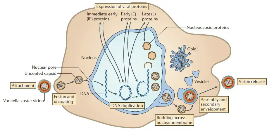 Replication of Varicella Zoster Virus
