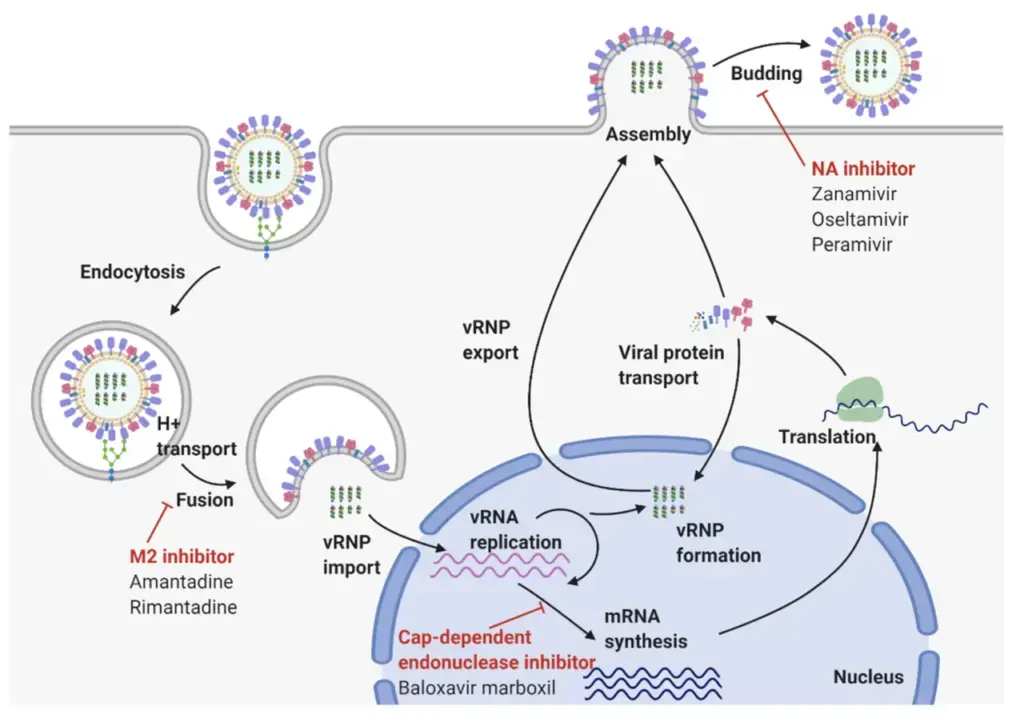 Replication Cycle of Influenza A Virus 